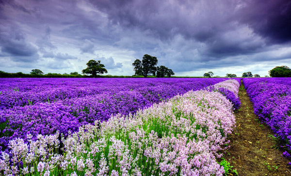 国内第一家“薰衣草世界”：清远薰衣草世界