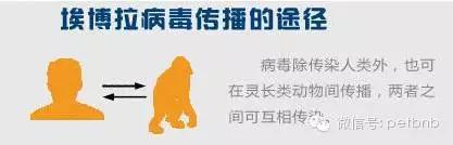 家养小宠物猴,养刚生下来的小猴子当宠物