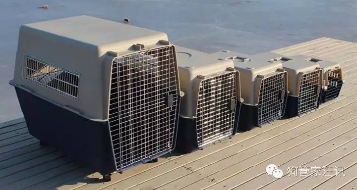 托运狗狗路上有人照顾吗,物流托运狗狗大概多少钱