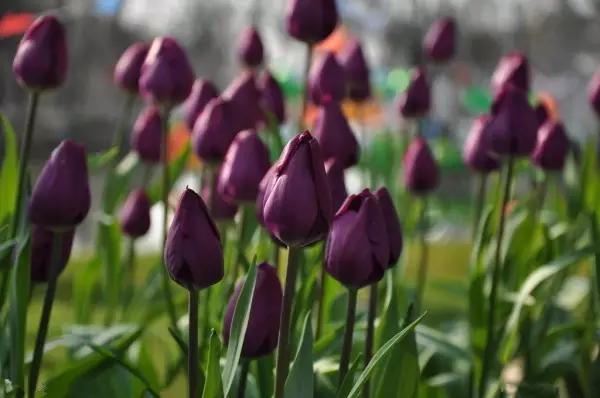 从东莞出发,不到两小时,就可以感受到靓爆灯的童话世界！