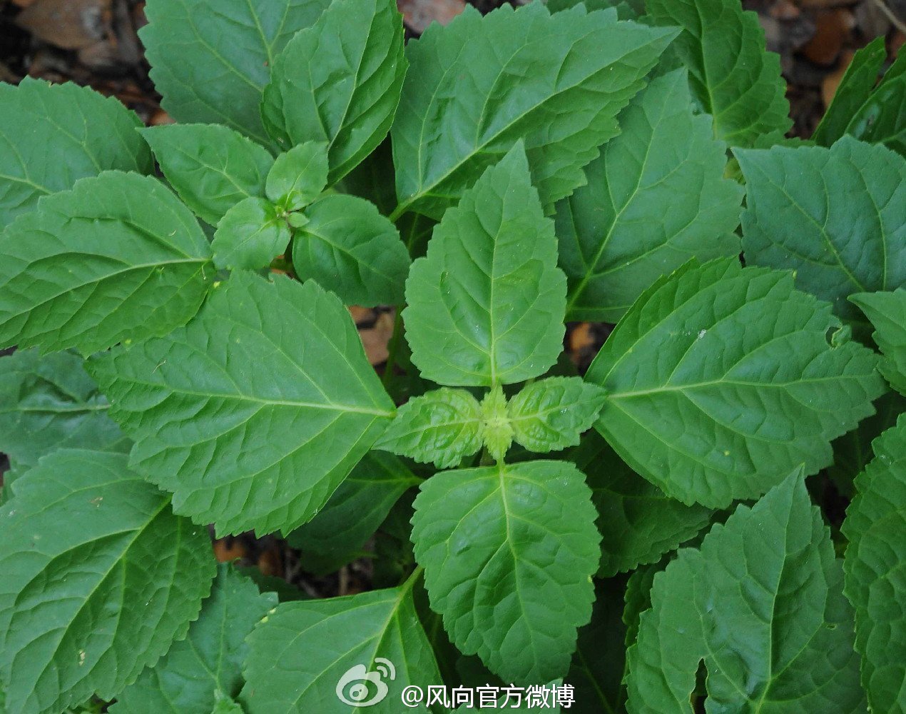 香水之冠军篇——Invictus胜者为王