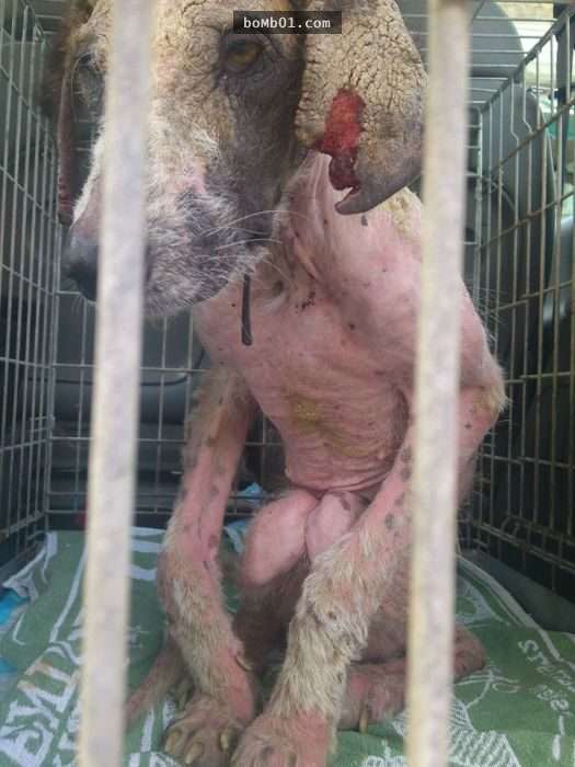 饱受虐待流浪狗虚弱到会死掉，但它获救后的模样连志工都不敢置信