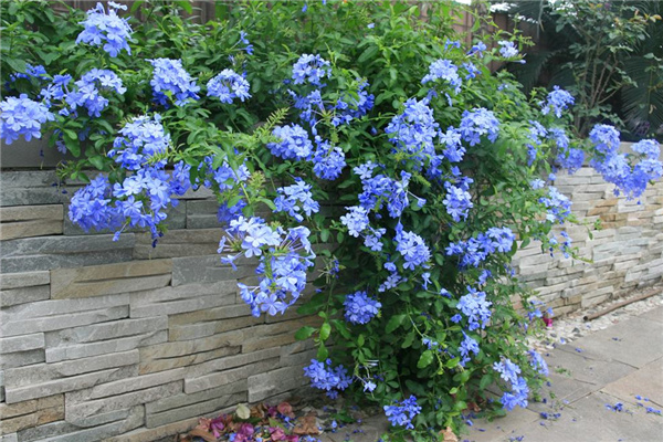 每日一花的花语,蓝雪花花语不离不弃