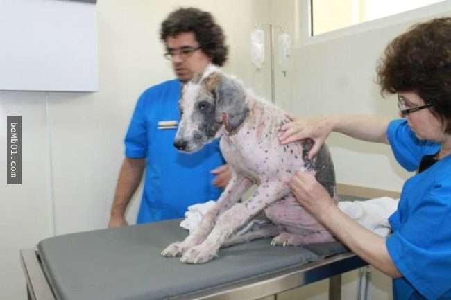 饱受虐待流浪狗虚弱到会死掉，但它获救后的模样连志工都不敢置信