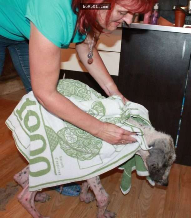 饱受虐待流浪狗虚弱到会死掉，但它获救后的模样连志工都不敢置信