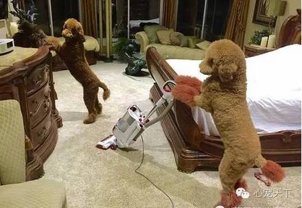 一群逆天的巨型贵宾犬,软萌的大型犬巨型贵宾犬