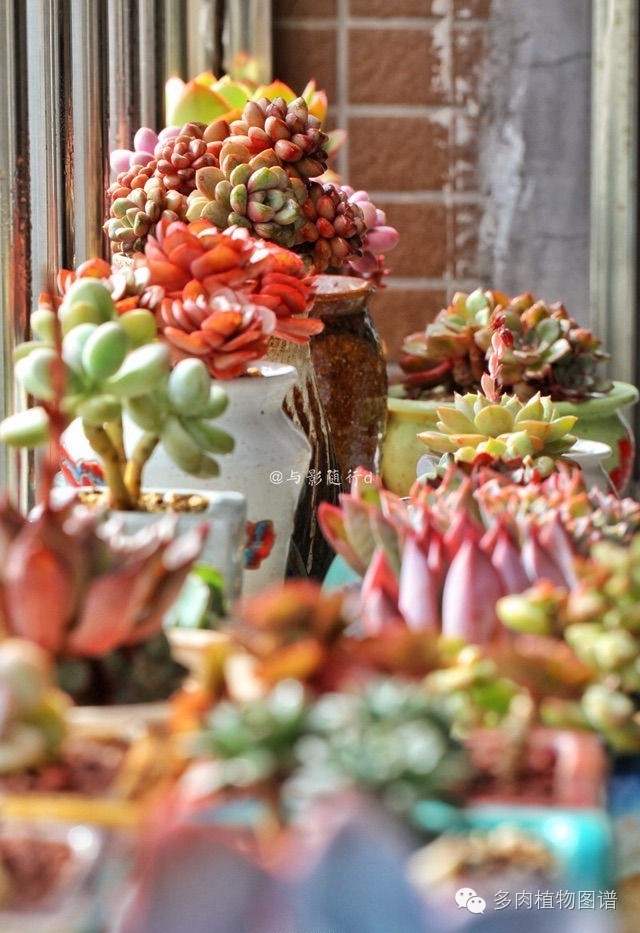 阳台上漂亮的多肉,阳台上的多肉又变美了
