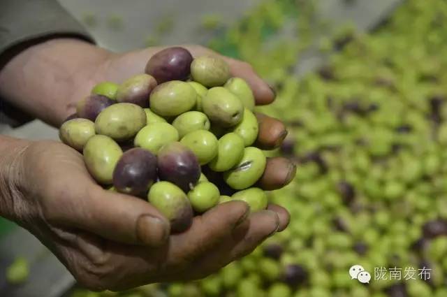 最美橄榄季，小武带您探访“特级初榨”是如何炼成的~