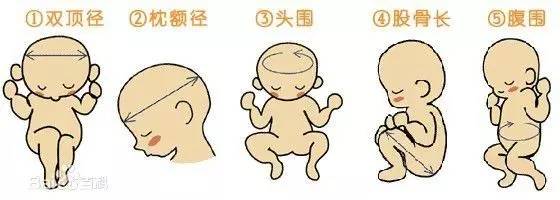 爆炒猪肠子图片,爆炒竹蛏子图片