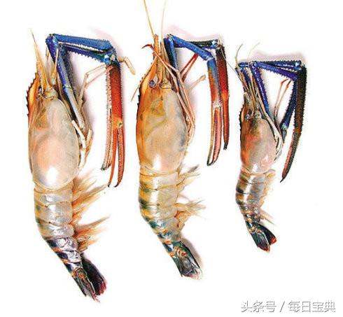 舌尖上的龙虾,品尝正宗龙虾美食的感受