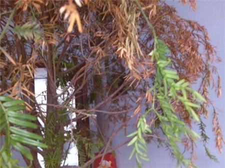 牡丹树叶子发黄啥原因,柳杉叶子发黄怎么补救