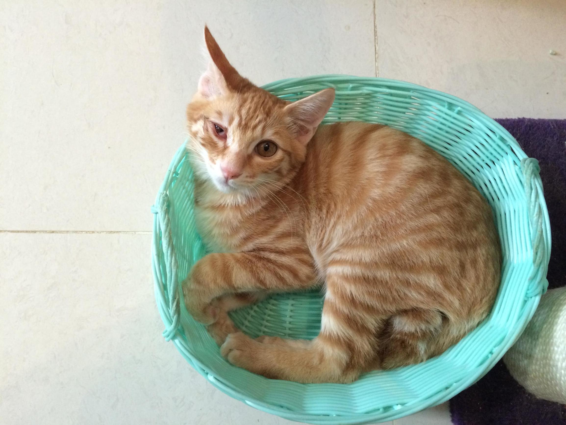 这个香港女孩，是20只残疾猫咪的妈妈：“我会照顾它们到老”