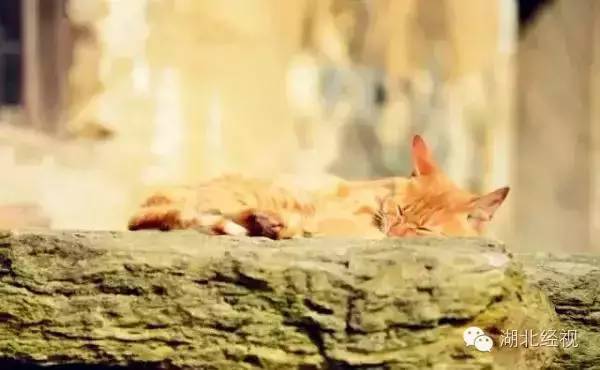 武汉秋天不可错过的美景,武汉踏春打卡地