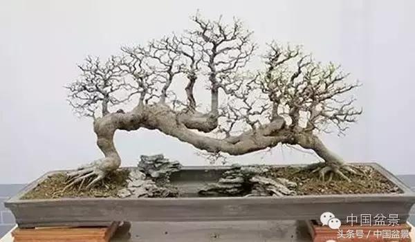 枸杞树桩盆景如何造型,紫薇盆景树桩造型图片