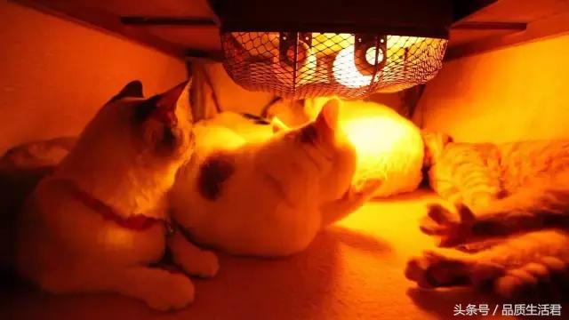 有了神奇的桌子，你和猫星人再也不怕冷了！