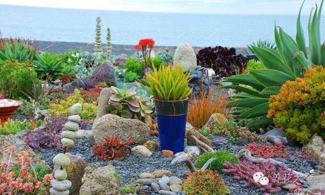 省下来的钱都用来种多肉了 (双十一福利多肉花盆)