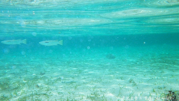 帕劳海底世界完整视频,帕劳潜水遇到的海底生物