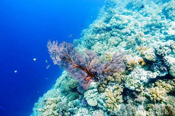 帕劳海底鲨鱼图片大全,帕劳海洋奇观之谜