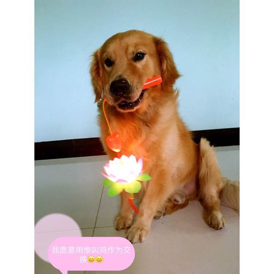 小短腿的金毛是什么犬,小短腿金毛狗狗