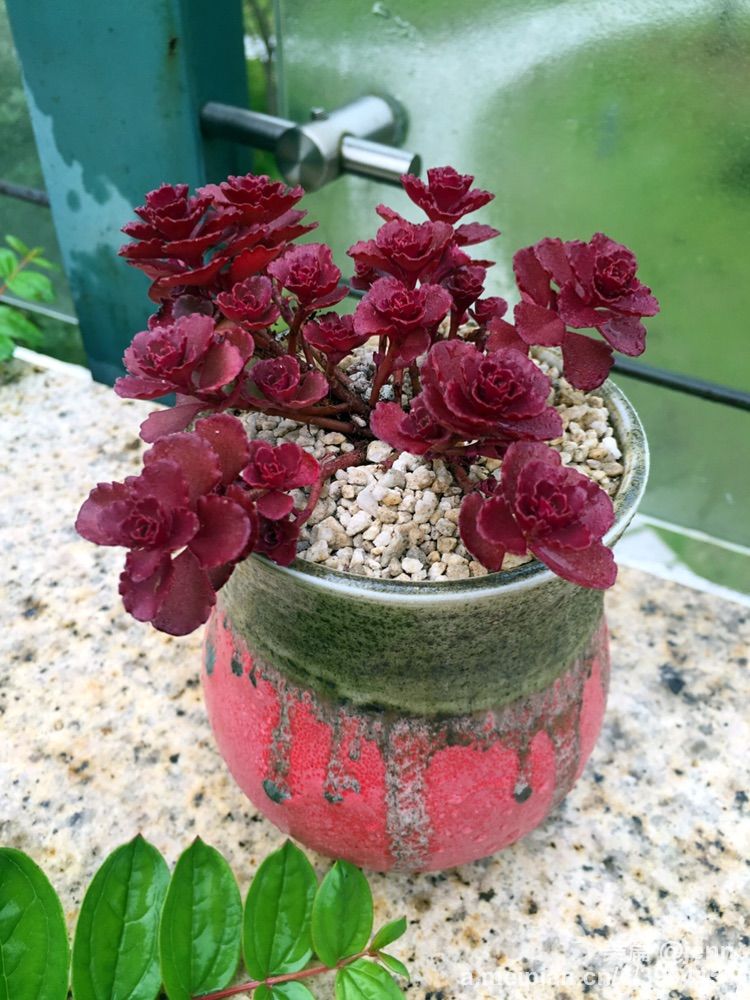 我的多肉小苗一直在露养用遮阳吗,露养冬天的第一盆多肉