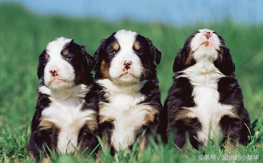 狗狗怀孕期间注意事项,狗狗怀孕30天怎么护理