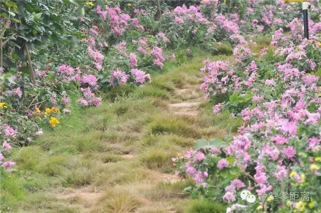 去金堂玉皇山养生谷耍一耍,金堂玉皇山一日游最佳路线