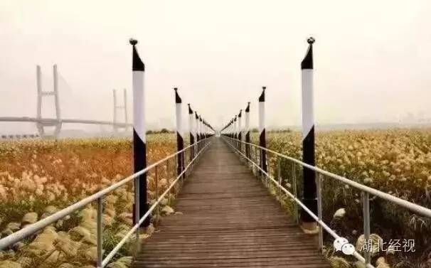 武汉秋天不可错过的美景,武汉踏春打卡地