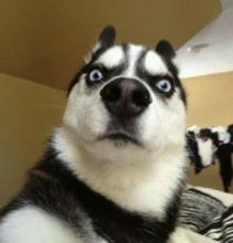 从来不跟狗打交道的星座,狗跟星座的关系