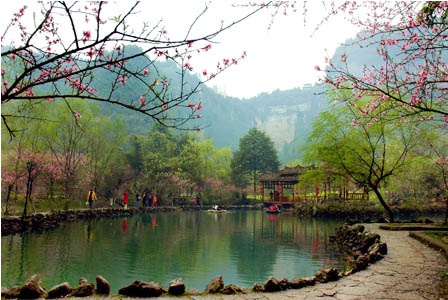 农业创业赚钱项目怎么做,创业种植什么可以赚钱的