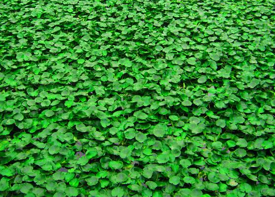 绿植盆栽哪几种最好养,种盆栽小绿植有前景吗