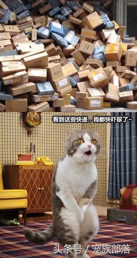 汪星人：铲屎的你是不是故意输错三次密码，老娘支付宝登录不了？