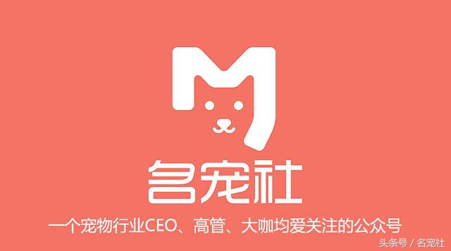 金毛寻回犬产地在哪,正规犬舍赛级双血统金毛幼犬