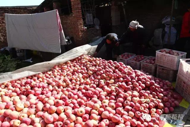 10块钱一斤的苹果真好吃,16块一斤的苹果真好吃