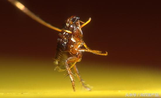 杀虫剂能杀死跳蚤不,杀虫剂能杀死跳蚤吗