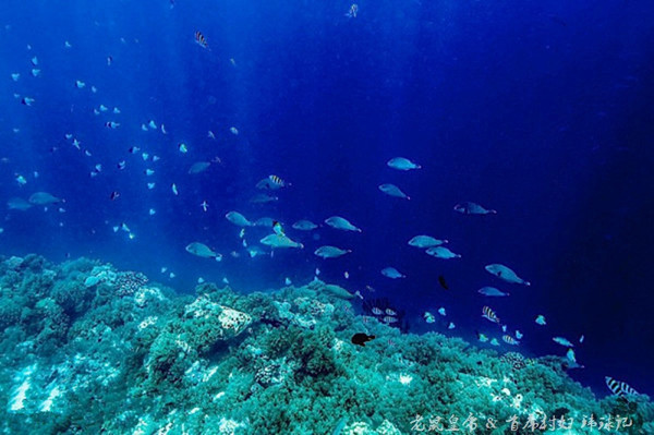 帕劳海底世界完整视频,帕劳潜水遇到的海底生物