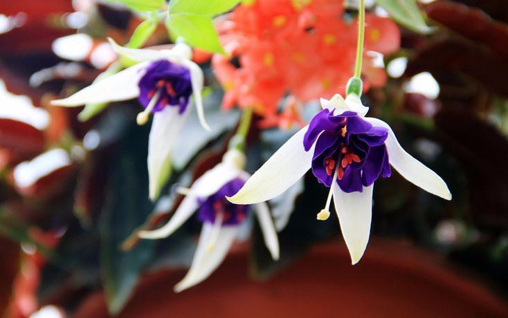 牡丹苗黄叶是什么原因,牡丹树黄叶怎么回事