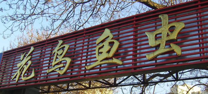 怎么养多肉植物才不会死,多肉植物容易养死原因