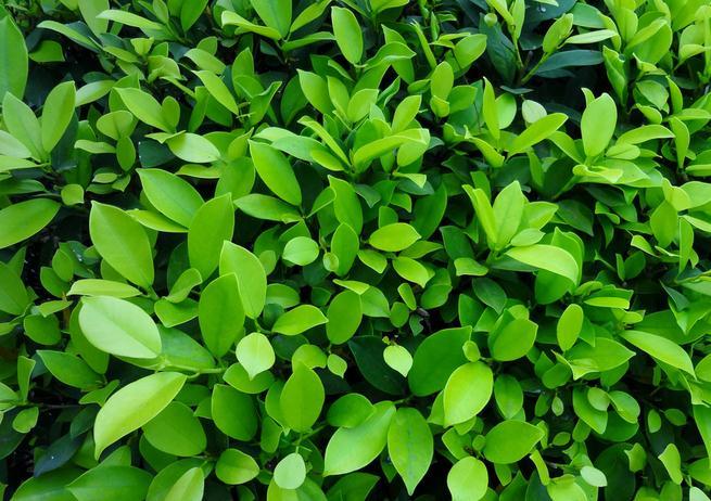 绿植盆栽哪几种最好养,种盆栽小绿植有前景吗