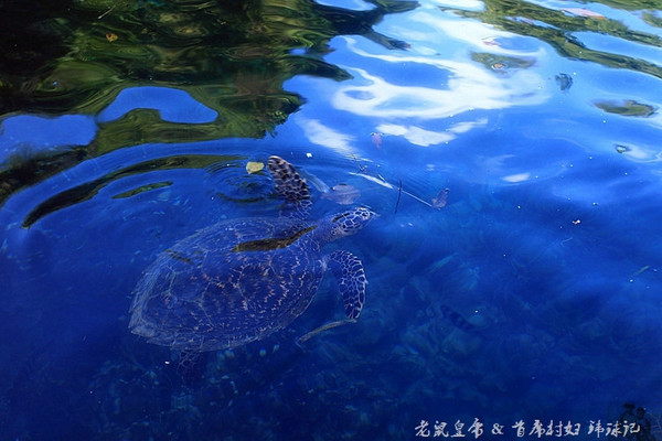 帕劳海底世界完整视频,帕劳潜水遇到的海底生物