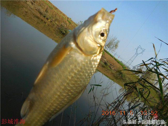 窝料大河野钓推荐,再钓东河水库