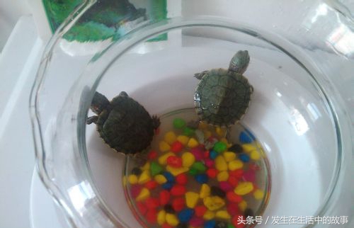 巴西龟怎么养才100%能活下来,怎么才能养好一只小巴西龟