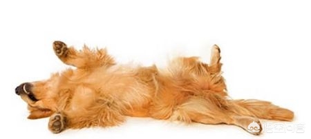 狗被咬肺感染会死吗,狗咬了可以喝抗病毒药水吗