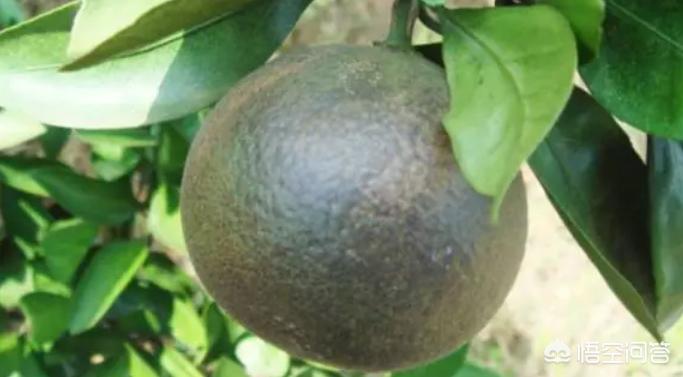 柑橘锈壁虱防治最新农药有哪些,和柑橘锈壁虱很相似的是什么病