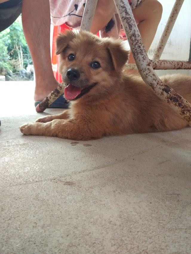 正宗中华田园犬还有多少只,中华田园犬最正宗的是哪个省