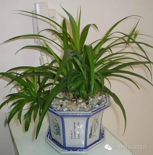 适合在屋里养有利于健康的植物,家里种植什么植物有助于健康