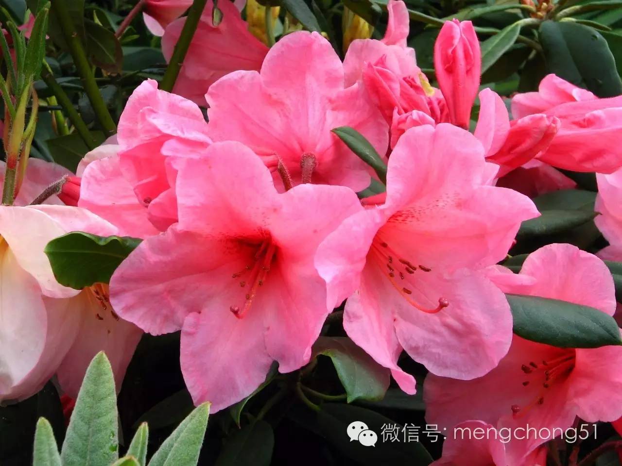 对猫咪有毒的植物有哪些？猫咪误食毒性植物怎么办？