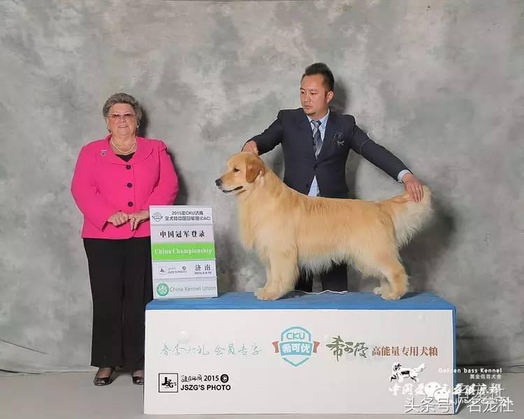 成都金毛cku国际认证犬舍,金毛拉布拉多犬舍全国直发
