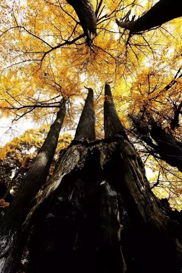 成都寺庙看银杏最美的地方,成都市最美银杏树在什么位置