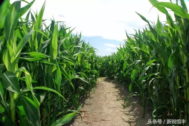 玉米育种的基本思路和方法,玉米育种的正确方法