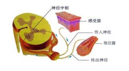 射频等离子针刀价格,射频等离子针刀